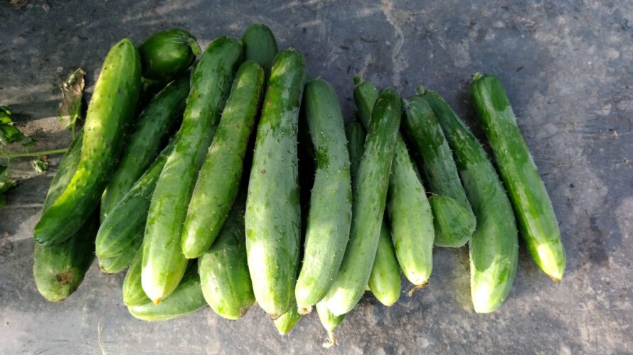 無肥料自然栽培 21年7月12日 ７月18日 73 79日目 固定種野菜の生育状況 常磐色の菜園