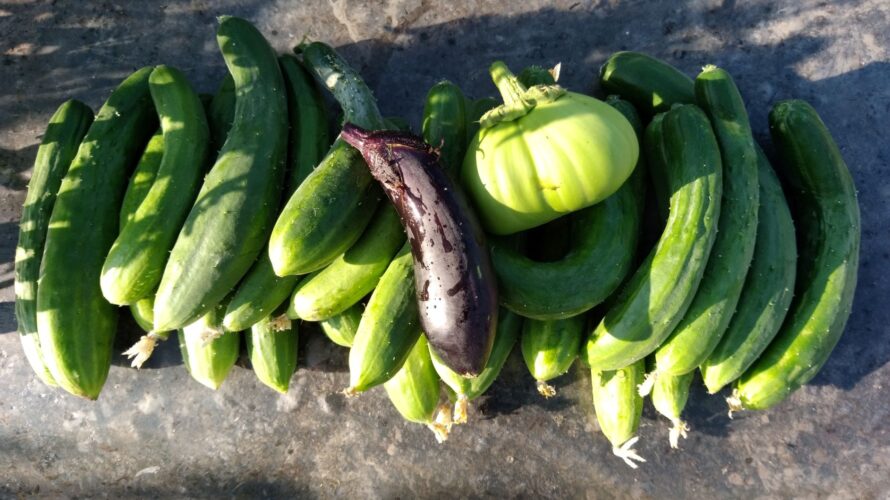 無肥料自然栽培 21年7月19日 ７月25日 80 86日目 固定種野菜の生育状況 常磐色の菜園