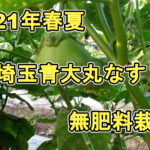 【野菜づくり】2021年春夏　家庭菜園で埼玉青大丸なすの無肥料自然栽培に取り組む