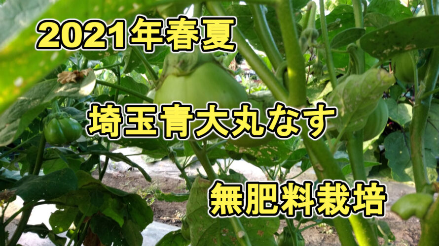 【初心者向け】2021年春夏　家庭菜園での埼玉青大丸なすの作り方の一例　～無肥料・放任栽培～