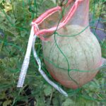 【野菜づくり】2022年春夏　家庭菜園で小玉スイカの無肥料自然栽培に取り組む