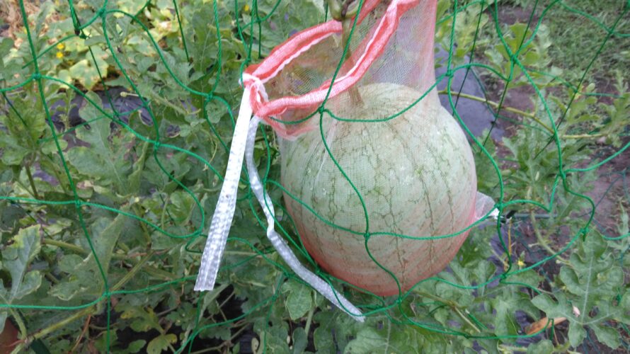 【野菜づくり】2022年春～2022年夏　家庭菜園で小玉スイカの無肥料自然栽培に取り組む